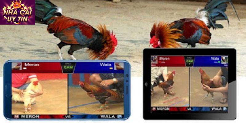 Trò chơi đá gà trực tiếp là gì